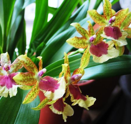 Orhideea - regina plantelor de interior